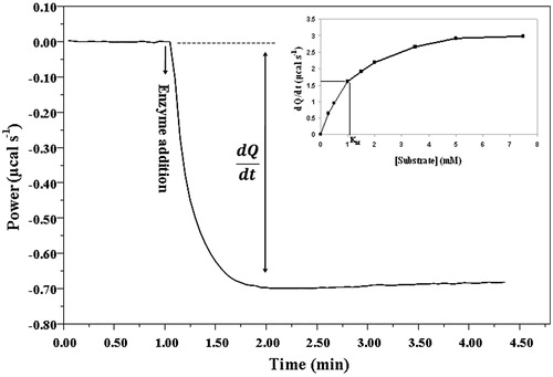 Figure 2. Thermogram of the HSA-catalysed (5 nM) maltoheptaose (6 mM) hydrolysis. The amplitude of the curve after injection of the enzyme was considered as the reaction rate. The insert shows the Michaelis–Menten plot with rate values obtained at different substrate concentrations.
