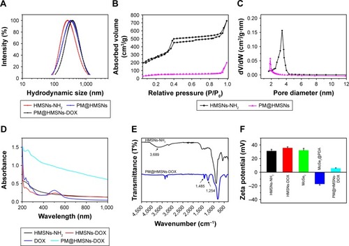 Figure 3 (A) Hydrodynamic diameters of HMSNs-NH2, PM@HMSNs, and PM@HMSNs-DOX. (B) N2 adsorption/desorption isotherms and (C) corresponding pore size distribution curve of HMSNs-NH2 and PM@HMSNs. (D) UV–vis spectrum of HMSNs-NH2, HMSNs-DOX, free DOX, and PM@HMSNs-DOX aqueous dispersion. (E) FT-IR spectra of HMSNs-NH2 and PM@HMSNs-DOX. (F) Zeta potentials of different nanoparticles.Abbreviations: HMSNs, hollow mesoporous silica nanoparticles; PM, polydopamine-coated MoSe2; DOX, doxorubicin; UV–vis, ultraviolet–visible; FT-IR, Fourier transform infrared spectroscopy.