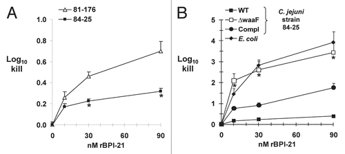 Figure 5 Killing of C. jejuni strains by the recombinant N-terminal fragment of human Bactericidal/Permeability-Increasing Protein (rBPI-21). (A) The C. jejuni systemic strain 84-25 or the diarrheal strain 81-176 were incubated with increasing doses of rBPI-21 or buffer as indicated. *p < 0.0001 vs. the diarrheal strain 81-176. (B) The wild-type strain of C. jejuni 84-25 (WT), the LOS mutant (waaF), the complemented strain (waaF/comp) or the control strain E. coli K1/r were incubated with rBPI-21 as in (A). All data are the mean + SD. 3–8 experiments performed in duplicate to quadruplicate. *p < 0.005 for C. jejuni waaF vs. WT or complement.