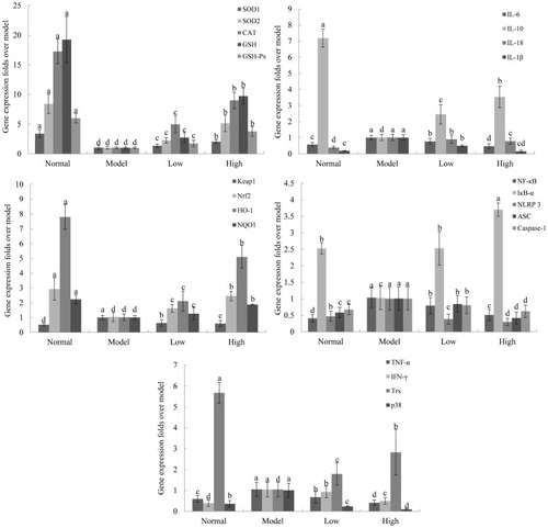 Figure 8 Effects of Lactobacillus plantarum KSFY06 on the mRNA expression in liver tissue of mice. a–dThere was significant difference in different letters in the same column (P < 0.05), which was determined by Duncan’s multiple range test. Model: group induced by D-Gal/LPS (250 mg/kg·bw, 25 mg/kg·bw); Low: low-dose group, 2.5×109 CFU/kg·bw; High: high-dose group, 2.5×1010 CFU/kg·bw.