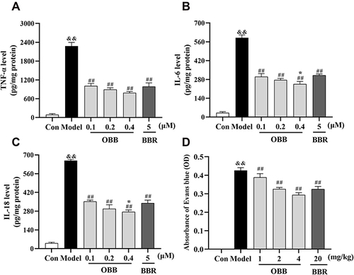 Figure 11 Comparison of anti-inflammatory effects between BBR and OBB in vitro and in vivo. (A–C) Effect of OBB on secretions of pro-inflammatory mediators TNF-α, IL-6, and IL-18 in LPS-induced RAW 264.7 macrophages. (n = 3). (D) Vascular permeability in mice induced by acetic acid. The capillary permeability was described by the content of Evans blue expelled into peritoneal cavity, which was measured by the OD of the supernatant (n = 10). Data are presented as mean ± S.E.M. &&p < 0.01 vs the Control group; ##p < 0.01 vs the Model group; *p < 0.05 vs the BBR group.