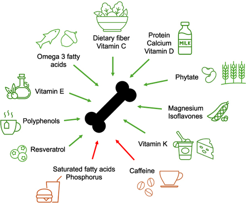 Figure 1 Implication of different foods and nutrients on bone health.