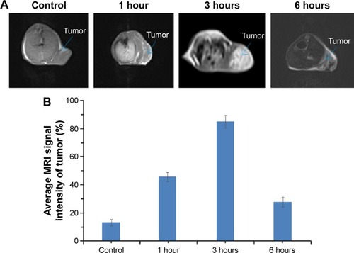 Figure 13 In vivo MRI and the signal intensity.Notes: (A) In vivo T1-weighted MRI; (B) the relative signal intensity in tumor after the administration of Gd-CDs/AFn (DOX)/FA nanoparticles. Data are presented as mean ± standard deviation (n=3).Abbreviations: AFn, apoferritin; DOX, doxorubicin; FA, folic acid; Gd-CDs, gadolinium-carbon dots; MRI, magnetic resonance imaging.