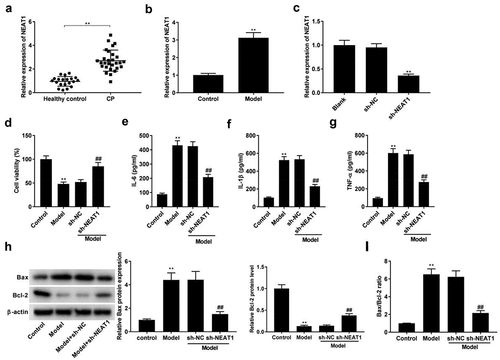 Figure 1. Knockdown of NEAT1 inhibits inflammation in model group. (a) NEAT1 expression in healthy control individuals and CP tissues. **P < 0.01 vs. healthy control. (b) NEAT1 expression in model group. **P< 0.01 vs. Control. (c) The transfection efficiency of NEAT1 was detected by qRT-PCR. **P< 0.01 vs. sh-NC. (d-g) Cell viability, and the levels of IL-6, IL-1β, and TNF-α in control, model, model + sh-NC, and model + sh-NEAT1 groups. **P< 0.01 vs. Control. ##P < 0.01 vs. model + sh-NC. (h) Relative protein expression of Bax and Bcl-2 was detected by Western blot. **P< 0.01 vs. Control. ##P < 0.01 vs. model + sh-NC. (i) The ratio of Bax/Bcl-2 in control, model, model + sh-NC, and model + sh-NEAT1 groups. **P< 0.01 vs. Control. ##P < 0.01 vs. model + sh-NC.
