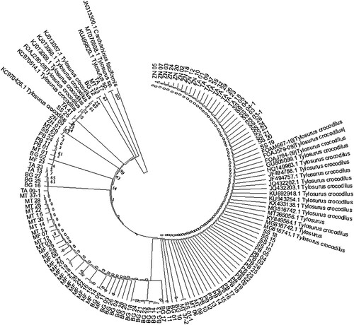 Figure A1. Evolutionary relationships of sampled sequences of the hound needlefish (Tylosurus crocodilus) were inferred using the Maximum Likelihood method and Kimura 2-parameter model. All samples clustered phylogenetically with the reference T. crocodilus sequences (1000 bootstraps) at 99% similarity.