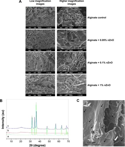 Figure 2 Physico-chemical charecterisation of alginate hydrogel/nZnO composite bandages.Notes: (A) SEM images of alginate hydrogel/nZnO composite bandages. (B) XRD spectra of (a) nZnO control, (b) alginate control, and (c) alginate + nZnO composite bandage. (C) SEM image of alginate + nZnO composite bandage showing nZnO.Abbreviations: SEM, scanning electron microscopy; XRD, X-ray diffraction; nZnO, zinc oxide nanoparticles.