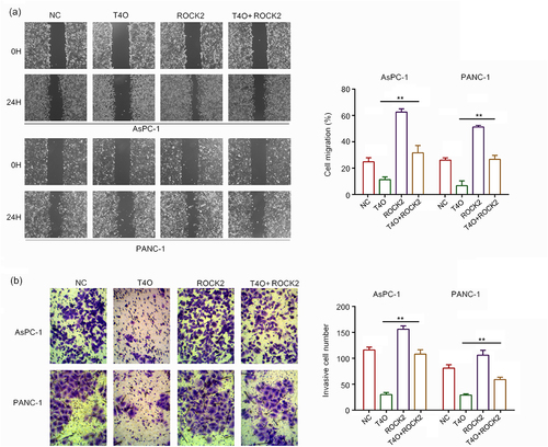 Figure 6. Overexpression of ROCK2 reversed the inhibitory effects of T4O on migration and invasion PC cells. PC cells were treated with DMSO + NC, T4O + NC, DMSO + ROCK2, and T4O + ROCK2 plasmids. (a) Wound healing assays were performed to determine the migration rate of the PC cells in each group. (b) Transwell assays were performed to detect the number of invasive PC cells in each group. **, P < 0.01.