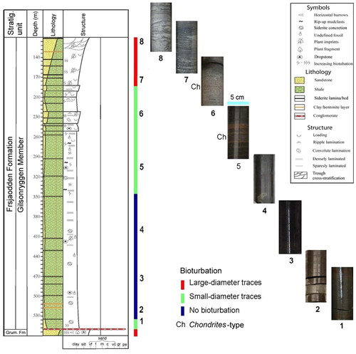 Fig. 3 Lithological column of the analysed Gilsonryggen Member (Frysjaoden Formation) logged in core BH9/05, with bioturbation trends illustrated by core pieces numbered to show their stratigraphic positions.