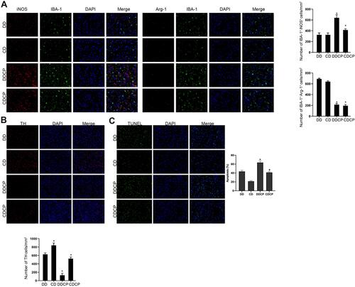 Figure 5 Combined damage to dopamine neurons and the occurrence of neurodegeneration among CTLA-4 and PD-1 blocker treated mice. Immunofluorescence showed that CTLA-4 and PD-1 blockers activated microglial activity in DBA/1 under DEN stimulation, and M1 type microglia were increased, M2 type microglia were decreased (A). TH staining showed that compared with the DD group, the number of dopamine neurons in the DDCP group was decreased (B). Tunel staining assay demonstrated that compared with the DD group, the apoptosis rate of substantia nigra neurons was increased in the DDCP group (C). *Indicated P<0.05 compared with DD group; #Indicated P<0.05 compared with CD group. n=10.