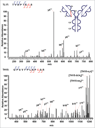 Figure 11. CID MS3 spectra of the disulfide-dissociated peptides TL17 (top) and TH15 peptides (bottom) across the CL and CH1 domain. TL17 is at the C-terminal of the light chain of the mAb, ending with S. Three or one fragment ion was missing for CID MS3 spectrum of TH15 or TL17 to achieve an MS3 sequence coverage of 100%. Both C144 (H) and C215 (L) residues were identified by high confidence, and thus the location of disulfide linkages were unambiguously identified.