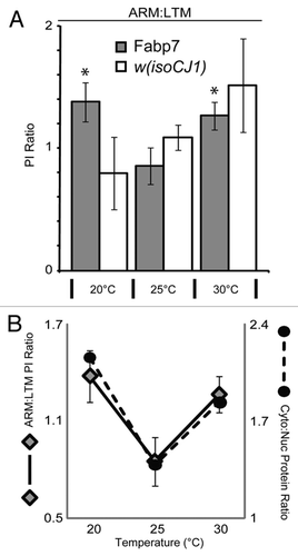 Figure 3 Relative subcellular localization of Fabp7 correlates with memory formation. (A) Ratio of Performance Index (PI) scores from ARM data (Fig. 1), to Long-Term Memory following (10X Spaced) training previously described.Citation8 Grey bars, Fabp7, open bars, w(isoCJ1) background strain. Results are mean ± s.e.m.; n = 8–10 groups. * P < 0.05, t-test, vs. Fabp7 at 25°C. (B) Ratio of Performance Index (PI) scores in (Fig. 1) for Fabp7 flies (diamonds; y-axis left) shows a correlation of performance with ratio of cytoplasmic to nuclear (Cyto/Nuc) Fabp7 protein expression (black circles; y-axis right; from Figure 2).