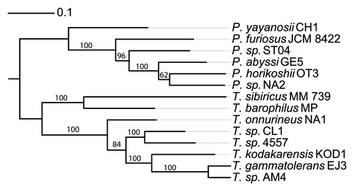 Figure 1. Thermococcal phylogenetic tree. This tree is based on a set of concatenated sequence alignment of 252 groups of orthologous proteins conserved in the 14 genomes (Y. Quentin, unpublished data). According to a previous analysis,Citation76 the tree was rooted between Pyrococcus and Thermococcus clades.