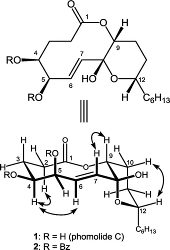 Fig. 1. Structures of 1 and its 4,5-O-dibenzoate as well as representative NOEs observed from 1 in CDCl3.