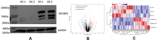 Figure 1 The analysis of differentially expressed genes. (A) Western blot quality test: IGF2BP2 protein signal was detected in OE samples, and IGF2BP2 protein was overexpressed successfully, which can be used for downstream experiments. (B) A volcano plot of differentially expressed genes. (C) A heat map of differentially expressed genes. Red indicates that the expression level of the gene is relatively up-regulated, and blue indicates that the expression level of the gene is relatively down-regulated.