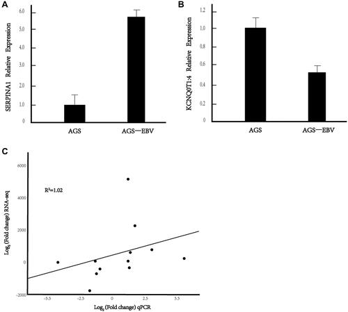 Figure 6 Verification of differentially expressed genes by qRT-PCR. (A and B) DE mRNA SERPINA1 and KCNQ0T1:4 relative expression in AGE-EBV. (C) The linear correlation analysis between qPCR and RNA-seq. *P value <0.05.