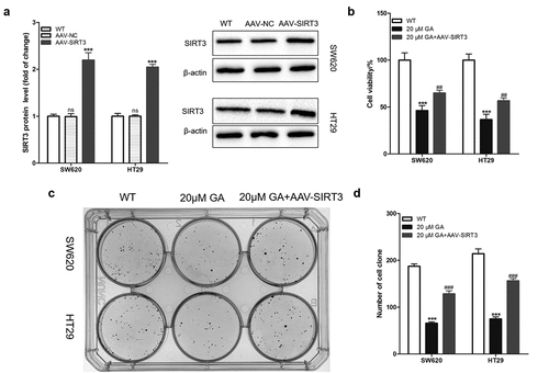 Figure 3. Glycyrrhizic acid inhibits the proliferation of colorectal cancer cells by inhibiting SIRT3 in vitro. (a) Lentiviral infection increases the expression of SIRT3 protein in colorectal cancer cells using Western blot analysis. (b) SIRT3 overexpression increases decreased the cell viability of colorectal cancer induced by 20 μmol/L glycyrrhizic acid for 24 hours. (c,d) Wild-type and SIRT3 overexpressing colorectal cancer cells were cultured with 0 or 20 μmol/L glycyrrhizic acid for 2 weeks, representative cell clone images (c), and statistical comparison of the number of cell clones (d). Each test is repeated at least 3 times independently. ns P > 0.05 and *** P < 0.001 vs WT group, and ### P < 0.001 vs 20 μM GA group.