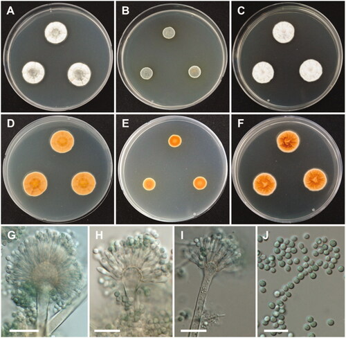 Figure 7. Morphology of Aspergillus subversicolor. A, D: Colonies on Czapek yeast autolysate agar (CYA). B, E: Colonies on malt extract agar (MEA). C, F: Colonies on yeast extract sucrose agar (YES). (A–C: obverse view, D–F: reverse view). (G–I) Conidiophores; (J) Conidia (scale bars: G–J = 20 μm).