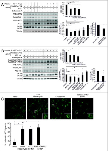 Figure 4. RAB3GAP1/2 modulate autophagosomal formation. (A) Immunoblot analysis of cells that were manipulated with the indicated siRNAs and plasmids for 48 h and treated with DMSO (−) or bafilomycin A1 (+) for 4 h. Control cells were manipulated with nonsense siRNA and eV. Tubulin served as control for equal loading. Statistics are depicted as mean ± SD normalized to the appropriate control; n.s. = not significant, *P < 0.05, **P < 0.01, n = 3 or 4, t test. (B) Identical to (A) but with different siRNAs and plasmids. Statistics are depicted as mean ± SD normalized to the appropriate control; n.s. = not significant, *P < 0.05, **P < 0.01, n = 3 or 4, t test. (C) Confocal images of ATG5 immunostainings. Fibroblasts were manipulated with the indicated siRNAs for 48 h and thereafter control cells were additionally treated with rapamycin for 4 h. Scale bar = 50 μm. For statistics, cells showing ATG5 punctate structures were counted in relation to cells without puncta (30 to 40 cells per treatment) and statistics are depicted as mean ± SD; **P < 0.01, ***P < 0.001; n = 4, t test.