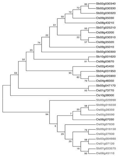 Figure 1 Dendrogram showing the clustering of DREB 1 (black) and DREB 2 (gray) proteins of sorghum and rice. The dendrogram was constructed using the maximum parsimony algorithm with 1,000 bootstrap replicates (MEGA version 4).
