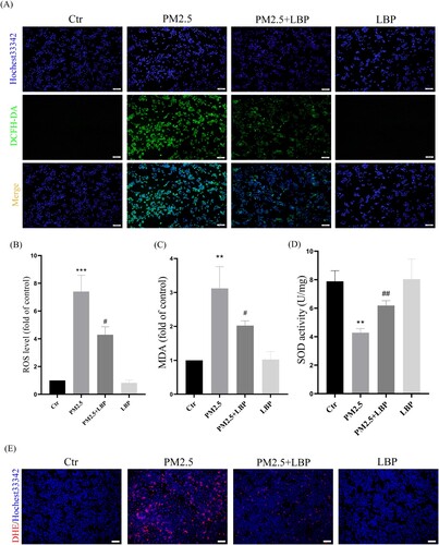 Figure 2. LBP alleviates PM2.5-induced oxidative stress and oxidative damage in HaCaT cells. (A) Cells were double-stained with Hochest33342 and DCFH-DA, and intracellular ROS levels were observed by a fluorescent microscopy. Scale bar = 100 μm. (B) Statistics of intracellular ROS level, stained with DCFH-DA. The intracellular MDA level (C) and SOD activity (D) were detected by the corresponding assay kits. (E) Cells were double-stained with Hochest33342 and DHE, and intracellular ROS levels were observed by a fluorescent microscopy. Scale bar = 100 μm. Values are mean ± SD. *p < 0.05, **p < 0. 01, ***p < 0.001 versus the control group; #p < 0.05, ##p < 0.01, ###p < 0.001 versus the PM2.5 treatment alone group.