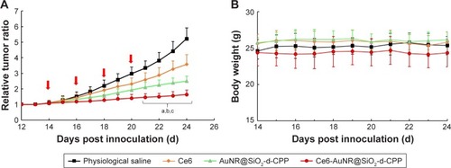 Figure 7 Anticancer efficacy in breast cancer xenografts in nude mice after treatment with Ce6-AuNR@SiO2-d-CPP under PTT/PDT.Notes: This figure depicts the relative tumor ratio (A) and body weight (B) of tumor-bearing nude mice after treatment with functional chlorin gold nanorods under photothermal/photodynamic treatment mode. Ce6-AuNR@SiO2-d-CPP was intravenously injected into breast cancer tumor-bearing mice via tail vein at day 14, 16, 18, and 20 post inoculation. After treatment under PTT/PDT, the anticancer efficacy was estimated by the tumor volume ratio. The experiment groups consisted of physiological saline group (without irradiation), free Ce6 group (PDT by 650 nm 50 mW laser irradiation for 5 minutes), AuNR@SiO2-d-CPP group (PTT by 808 nm 2 W laser irradiation for 5 minutes), and Ce6-AuNR@SiO2-d-CPP group (PTT/PDT by 808 nm 2 W irradiation for 5 minutes and 650 nm 50 mW irradiation for 5 minutes). Data are presented as the mean±SD (n=6). Arrows indicate the drug-dosing time points. P<0.05; a, vs physiological saline; b, vs free Ce6; c, vs AuNR@SiO2-d-CPP.Abbreviations: AuNR, Au nanorod; Ce6, chlorin e6; Ce6-AuNR@SiO2-d-CPP, chlorin gold nanorods; d-CPP, D-type cell penetrating peptide; PTT/PDT, photothermal/photodynamic therapy.