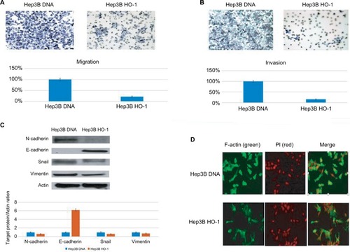 Figure 3 HO-1 overexpression decreased metastatic potential of Hep3B cells.Notes: (A) Hep3B HO-1 cells had only 22%±3% migration ability when compared with Hep3B DNA cells (100%). (B) HO-1 overexpression also reduced cell invasion ability to 17%±3% in Hep3B HO-1 when compared with Hep3B DNA cells (100%) (Figure 3B). (C) N-cadherin expression was inhibited to 0.6±0.08 fold as HO-1 overexpression, whereas E-cadherin expression was increased to 6.2±0.18 fold by HO-1 overexpression in Hep3B cells. EMT-inducing transcriptional factor, Snail, was downregulated by HO-1 in Hep3B cells with the mesenchymal cell marker, Vimentin, also being inhibited. (D) Hep3B HO-1 cells had lower F-actin expression than Hep3B DNA cells.Abbreviations: EMT, epithelial–mesenchymal transition; HO-I, heme-oxygenase-1.