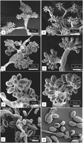 Fig. 4 Scanning electron micrographs of conidiophores and conidia of two Botrytis species originating from cannabis plants. Conidiophores of B. cinerea (a, c) and B. porri (b, d) showing differences in branching pattern. Comparison of conidial morphology of B. cinerea (e, g) and B. porri (f, h). Botrytis cinerea has a smooth surface and smaller conidial size compared to B. porri. All images were taken from 2-week-old cultures of both species grown on PDA under identical conditions