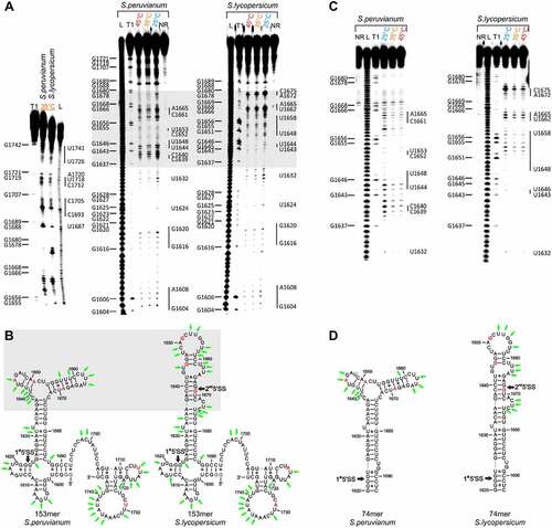 Figure 2. Temperature-dependent in-line probing analysis and structural models of the RNA constructs at the 5’SS of intron 2 of the HsfA2 pre-mRNA. (a) Left: In-line probing analysis of 153merS.peruv and 153merS.lyco at 35°C. Right: Temperature dependent in-line probing analysis in a range of 25–45°C. 153merS.peruv and 153merS.lyco show distinctly different cleavage patterns for the nucleotide range 1636–1676 (highlighted in grey). NR: unreacted control, T1: RNaseT1 digest resulting in G-specific cleavage, L: alkaline digest resulting in unspecific cleavage. G residues are assigned on the left side of each gel. Nucleotides or nucleotide sequences that are not base-paired in the structural model are assigned to the right-hand side of each gel. (b) Structural model derived from analysis of in-line probing of 153merS.peruv and 153merS.lyco, and including Mfold prediction. SNPs are highlighted in red. The 1st and (2nd) 5ʹ splice sites (5’SS) are marked with black arrows. The structural difference between the two molecules is highlighted in grey. Nucleotide positions at which a relatively large amount of spontaneous cleavage was found in the in-line probing experiment are marked with green arrows. (c) In-line probing analysis of 74merS.peruv and 74merS.lyco in a temperature range of 25–45°C. Lanes designated NR, T1, and L identify RNA samples loaded after subjecting to no reaction, partial digestion with RNase T1, or partial digestion with alkali, respectively. Bands corresponding to RNase T1 cleavage after G residues are assigned on the right side of each gel. Nucleotides or nucleotide sequences that are not base-paired in the structural model are assigned to the left-hand side of each gel. (d) Structural model for 74merS.peruv and 74merS.lyco derived from analysis of in-line probing, and including Mfold prediction. The 1st and (2nd) 5ʹ splice sites (5’SS) are marked with black arrows. The SNPs are highlighted in red. Nucleotide positions at which a relatively large amount of spontaneous cleavage was found in the in-line probing experiment are marked with green arrows.