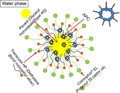 Figure 9 Proposed schematic diagram of APC-SNEDDS dissolved in distilled water.Abbreviations: APC, Akebia saponin D–phospholipid complex; SNEDDS, self-nanoemulsifying drug delivery system.