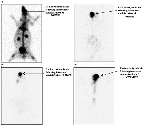 Figure 2. Gamma scintigraphy of anteroposterior (AP) view of rabbit following intravenous administration of 99mTc-OZPME (A), intranasal administration of 99mTc-OZPS (B), 99mTc-OZPME (C) and 99mTc-OZPMME (D). Rabbits were administered 100 µCi radioactivity by intravenous and intranasal administration.