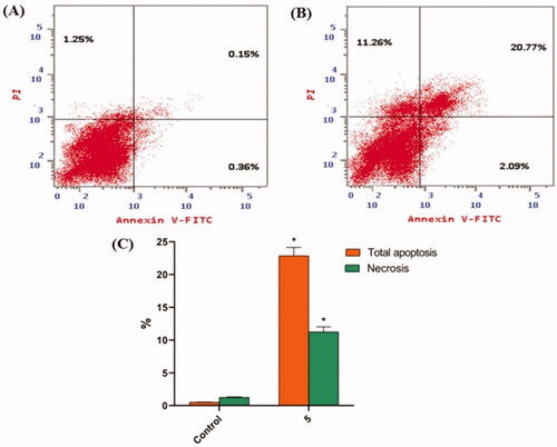 Figure 4. In HepG2 cells, compound 5 caused apoptosis. (A) Control, (B) Compound 5, and (C) represent the graphical representation of the percent of apoptotic and necrotic cells in control (HepG2) cells and compound 5 treated cells. The percentages are given as the mean SEM of three different experiments. Using unpaired t-tests, *p < 0.05 indicates statistically significant differences from the untreated control (HepG2) group.