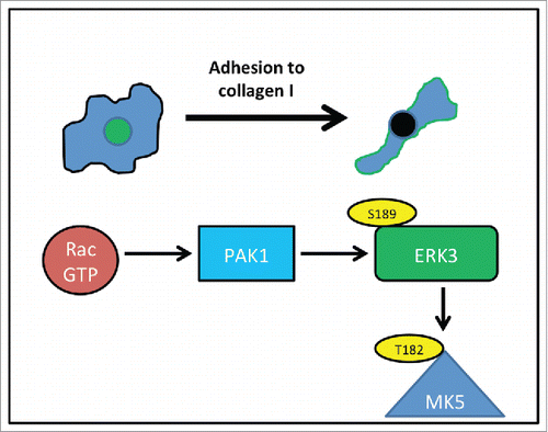 Figure 9. ERK3 activity during nascent adhesion. As cells adhere to collagen I, Rac is activated, activated Rac binds to PAK1 and induces phosphorylation of ERK3 at serine189 – phosphorylation leads to peripheral localization of ERK3 (green). Phosphorylation also leads to interaction with MK5 although this may not be part of the ERK3 morphological response. Localization of ERK3 at the cell periphery is required for the morphological changes that occur during nascent adhesion.