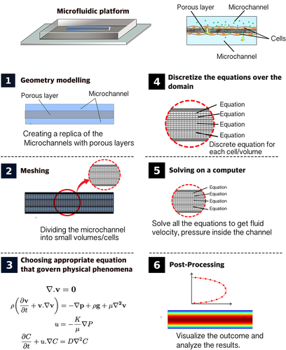 Figure 13. Steps involved in a Computational Fluid Dynamics simulation in a microfluidic chip with channels above and below a porous layer. The top-right figure illustrates the diffusion of glucose or any other substance in a porous layer containing a layer of cells.