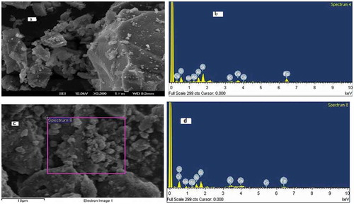 Figure 2. SEM images of VB before (a) and after adsorption (c) of Cr (III); EDS spectra before (b) and after adsorption (d) of Cr (III).