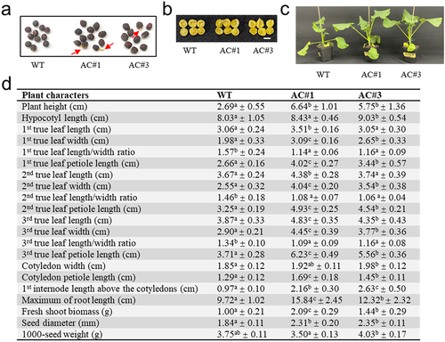 Figure 5. Phenotypic characteristics of AC transgenic plants in comparison with wild type. (a) Mature seeds. A notable percentage of seeds present testa rupture or radicle protrusion through the seed coat (indicated by arrows) in both AC#1 (22.9%) and AC#3 (7.8%) transgenic lines, but not in wild type (WT). Note that the shape of AC transgenic seeds is like a flattened irregular oval, whereas WT seeds are spherical; (b) mature seeds cut in half showing inside less accumulation of oil droplets (and protein bodies) but enlarged cotyledons in the AC transgenic lines, which may affect seed morphology. Scale bar = 0.2 cm; (c) visual representation of four-week-old plants; (d) measurements of plant characters. Values are means ± SD (n = 10, except n = 3 for the 1000-seed weight) by measuring five-week-old plants and mature seeds for each genotype. The mean values in the same row denoted by different letters indicate a significant difference (p <.05) between genotypes for the character, based on Tukey’s multiple range test after performing ANOVA.