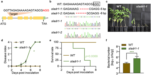 Figure 3. CRISPR/Cas9-induced mutations in the SlADR1 gene. (a) Schematic illustration of the gRNA target site on the genomic regions of SIADR1. Intergenic region and introns are shown as lines; exons are shown as yellow boxes; 3’UTR and 5’UTR are shown as Green boxes. The PAM motifs (NGG) are shown in red. (b) Sequencing analysis of SIADR1 gene mutation of the sladr1–1 and sladr1–2 alleles. The nucleotide deletions are highlighted in red dashed lines and the PAM sequence are boxed. DNA sequencing was shown as chromatographs on the bottom. (c) Disease symptoms of WT and sladr1–1 mutant plants upon GMI1000 infection. Soil-drenching inoculation assay were performed. Pictures were taken at 7 dpi. (d) Disease index in WT and sladr1–1 mutant plants upon GMI1000 infection. Error bars represent the ±SD (n = 4). (e) The survival ratio of WT and sladr1–1 mutant plants post GMI1000 infection. Log-rank (Mantel-Cox) test was used to analyze the corresponding p values (n = 4). (f) Bacterial growth in the inoculated stems of WT and sladr1–1 mutant plants was quantified at 3 dpi from 8 technical replicates. Values represents means ± SD and asterisk indicates a significant difference with control difference (Student’s one-tailed t-test, * p < 0.05, ** p < 0.01, *** p < 0.001).