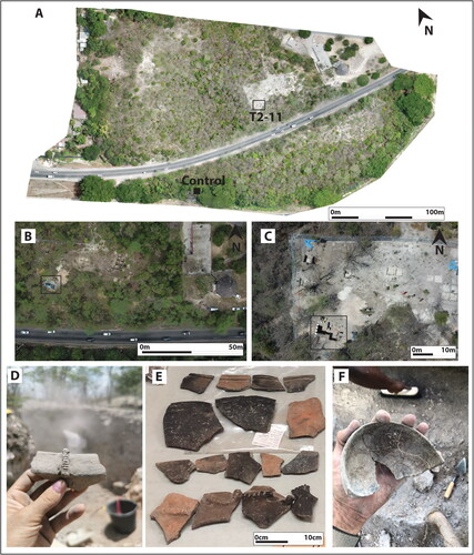 Figure 2. (A) aerial view of White Marl 2019, showing locations of excavation trench including Unit T2-11 and control test pit (orthomosaic composite image made in DroneDeploy); (B) aerial view showing excavation of trench including Unit T2-11 in 2018; (C) aerial view showing extended excavation trench and Unit T2-11 in 2019, dashed line indicates the sampled profile; (D–E) ceramics from Unit T2-11 recovered during excavations and sampling, showing typical decorations including incisions, punctuations and molded clay protrusions; (F) bowl fragment from excavations at White Marl. All aerial photographs taken by drone (DJIMavic Pro) by Zachary J. M. Beier 2018–19.