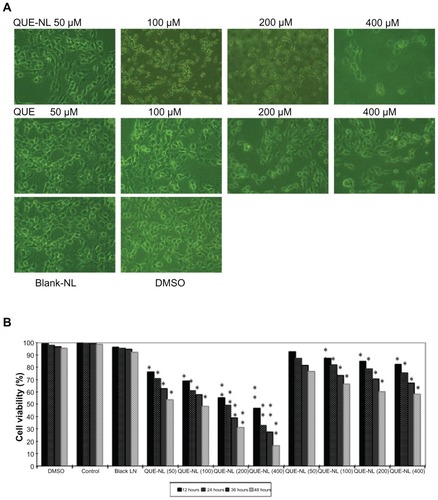 Figure 2 Effects of QUE-NL on cell morphology and percentage of viable C6 glioma cells. (A) Cells were examined and photographed by phase-contrast microscopy (200×) for percentage of viable cells. (B) Cells were cultured with various concentrations of QUE-NL for 12, 24, 36, and 48 hours.Notes: Each point is mean ± standard deviation of three experiments. *P < 0.05; **P < 0.01; ***P < 0.001, significantly different from the control.Abbreviations: QUE, quercetin; QUE-NL, nanoliposomes; DMSO, dimethylsulfoxide.