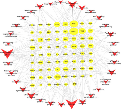 Figure 7 Gene-Pathway Network. The topological analysis of 32 pathways and 70 genes was calculated with the degree. The yellow circles represent target genes and the red vs represent pathways. Big size represents the larger degree.