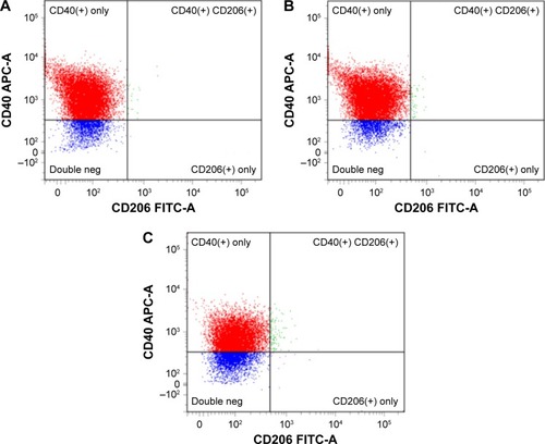 Figure 4 Representative flow cytometry dot plots depicting macrophage staining after exposure to 10 μg/mL nano-WC–Co particles for (A) 1 day, (B) 2 days and (C) 5 days.Notes: CD40-APC as surface marker of M1-type macrophages and CD206-FITC as surface marker of M2-type macrophages.Abbreviations: FITC, fluorescein isothiocyanate; Neg, negative; WC–Co, tungsten carbide–cobalt.