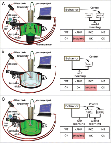 Figure 1 Three different operant conditioning procedures requiring different biological processes. Left — schematic representation of the experimental setup: In all experiments, the flies are tethered to a torque meter which measures the angular momentum around the fly’s vertical body axis (yaw torque), caused by attempted turning maneuvers. Right: Diagrammatic representation of the logic of the experiments, with a table depicting the results of a two-minute test-phase with the heat permanently switched off after eight minutes of training. (A) Operant color learning in flight simulator mode. Four identical vertical stripes can be rotated around the tethered fly using an electrical motor. Flies chose flight angles with respect to the stripes using their yaw-torque. Flight directions denoted by two opposing stripes lead to one coloration of the fly’s environment (arena), flight directions towards the other two stripes to a different coloration (i.e., blue vs. green). One of the two colors is made contiguous with heat punishment. Consecutive turning maneuvers in the same direction will rotate the arena with the stripes around the fly, into and out of the heated quadrants. Thus, no specific behavior is associated with the heat, only the coloration of the arena, leading to world-learning. (B) ‘Pure’ operant learning where only attempted left (or right) turning maneuvers are punished and no predictive stimuli are present. Thus, the only predictor of punishment is the behavior of the fly, leading to self-learning. (C) ‘Composite’ operant conditioning, where both colors and the fly’s behavior are predictive of heat punishment. Left-turning yaw torque leads to one illumination of the arena (e.g., blue), while right turning yaw-torque leads to the other color (e.g., green). During training, one of these situations is associated with heat punishment. Thus, the flies have the possibility for both world- and self-learning. Interestingly, these experiments require only the biological processes known from world-learning as in (A), suggesting a hierarchical interaction between world- and self-learning. WT, Wildtype flies; cAMP, mutant flies of the strain rut2080 affecting a type I adenylyl cyclase deficient in synthesizing cyclic adenosine monophosphate; PKC, organism-wide downregulation of protein kinase C activity by means of an inhibitory peptide PKCi; MB, Compromised mushroom-body function be expressing tetanus neurotoxin light chain specifically in the Kenyon cells of the mushroom-bodies.