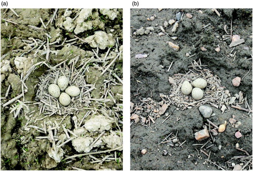 Figure 1. (a) Clutch of a Little Ringed Plover C. dubius in a nest scrape excavated by a Northern Lapwing V. vanellus, 27 May 2013, photo by MŠ. (b) An example of a ‘normal’ Little Ringed Plover nest in a ploughed field 20 km from nest (a), 9 April 2010, photo by VK.