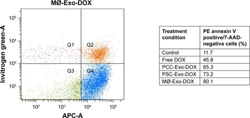 Figure 4 DOX-loaded Exos induce apoptosis more efficiently than free DOX.Notes: PCCs were treated with vehicle, free DOX, PCC-Exo-DOX, PSC-Exo-DOX, or MØ-Exo-DOX (with free DOX equivalent 85.32 nM). Following 48 h of treatment, the percentage of apoptotic cells was determined by Annexin V-binding assay, using flow cytometry.Abbreviations: 7-AAD, 7-amino-actinomycin; DOX, doxorubicin; Exos, exosomes; MØ, macrophage; PCCs, pancreatic cancer cells; PSCs, pancreatic stellate cells.