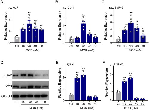 Figure 2. RT-PCR quantification of the osteogenic differentiation marker genes ALP (A), Col I (B) and BMP2 (C) in the control and MOR treatment groups. (D) Runx2, OPN and GAPDH protein levels were detected by Western blotting in MC3T3-E1 cells. NOR (10 and 20 μM) significantly increased OPN (E) and Runx2 (F) protein levels. *p< 0.05, **p< 0.01 vs. Ctl. n = 6.