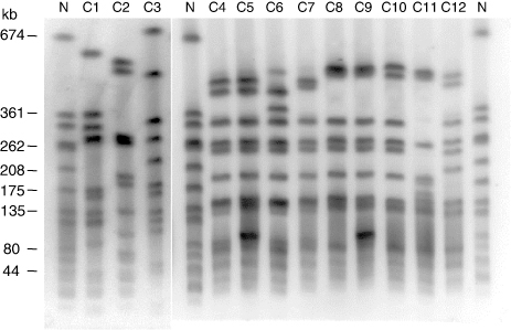 Figure 1. Cfr9I-PFGE analysis of S. aureus isolates from turkeys. Lane N, PFGE profile of strain NCTC 8325 included as quality control; lanes C1 to C12, profiles generated by S. aureus isolates collected from turkeys. Macrorestriction with SmaI or Cfr9I yielded identical PFGE patterns in the case of profiles C1, C2 and C3. Macrorestriction with SmaI in isolates with profiles C4 to C12 yielded the typical not typeable CC398 profile. Some profiles were closely related and only differed in one additional band (profiles C4 and C5, and profiles C8 and C9).