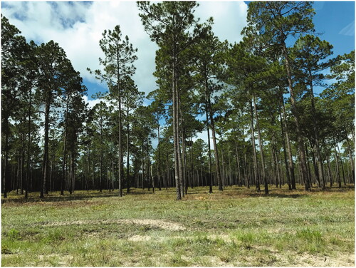 Figure 2. Training area, Fort Stewart, GA, cleared for optimal training visibility and manoeuvrability. Photo taken by author.