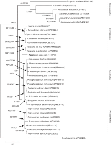 Fig. 9. Maximum likelihood (ML) phylogenetic tree of the dinoflagellates inferred from the internal transcript spacer from the rDNA operon. Oxyrrhis marina was used as outgroup. Bootstrap values are given at the nodes in the following order: ML, Neighbor Joining and Maximum Parsimony.