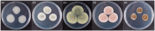 Figure 4. The photographs of selected five fungal strains cultured on PDA for 7 days in 25 °C. (a) KACC 83034BP; (b) KNUF-20-PPH03; (c) KACC 83035BP; (d) KNUF-20-PDG05; (e) KACC 83036BP.