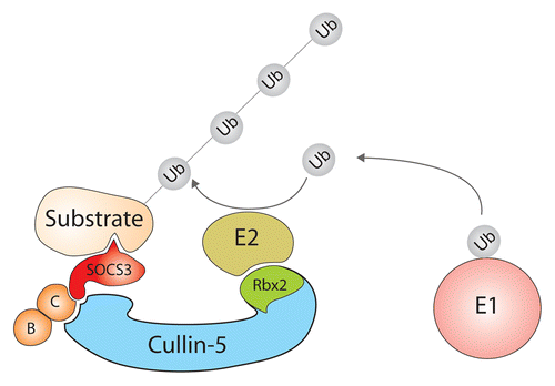 Figure 2. Diagram of the SOCS3 E3 ubiquitin ligase. Scaffold protein cullin-5 binds to Rbx2 and recruits the ubiquitin-conjugating E2 enzyme. By binding to the SOCS3/elonginBC complex, cullin-5 also recruits the SOCS3-associated substrate. The SOCS3 E3 ligase promotes transfer of ubiquitin (Ub) from the E2 subunit to a substrate lysine and subsequent proteasomal degradation of the substrate. Known substrates of the SOCS3 E3 ubiquitin ligase include IRS1/230, CD33,Citation31 Siglec7,Citation32 IDO,Citation33 FAK1,Citation34,Citation35 G-CSFR,Citation36,Citation37 and JAK1.Citation38