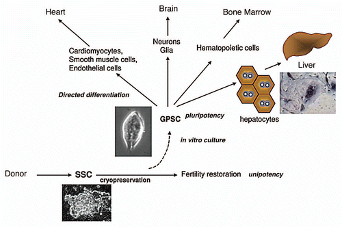 Figure 1 Differentiative potential of GPSCs. SSCs can be cryopreserved for restoring fertility in patients undergoing chemotherapy. When cultured, SSCs give rise to ES-like colonies (GPSCs) that can be induced to differentiate into cells of different lineages. Hepatocytes generated from GPSCs are functional. A PAS-positive hepatocyte is shown.